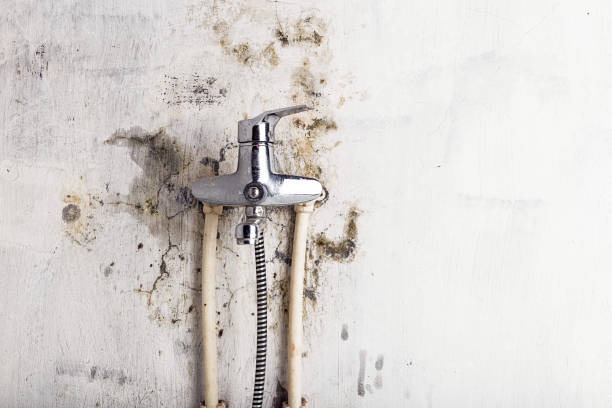 Best Kitchen Mold Remediation in Paw Paw, MI