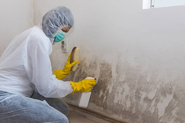Best Residential Mold Remediation in Paw Paw, MI