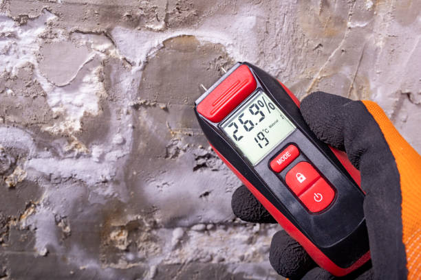 Best Bathroom Mold Remediation in Paw Paw, MI