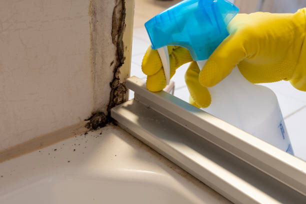 Professional Mold Remediation in Paw Paw, MI