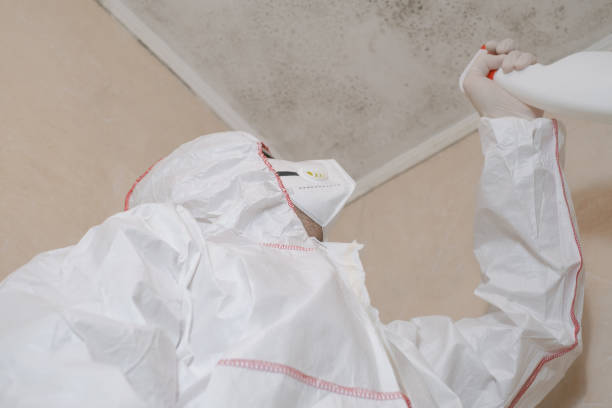 Best DIY Mold Remediation Support Services in Paw Paw, MI