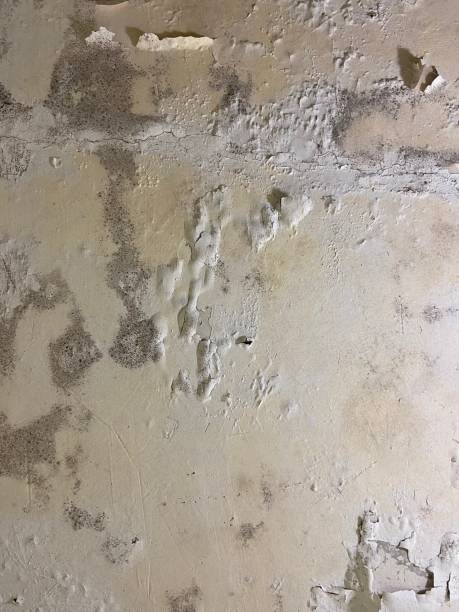 Best Basement Mold Remediation in Paw Paw, MI