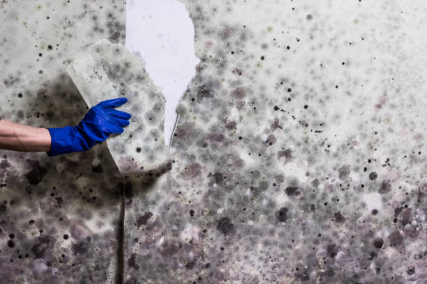 Best Post-Flood Mold Remediation in Paw Paw, MI