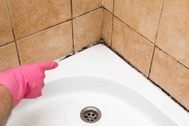 Best Localized Mold Remediation (e.g., coastal areas, humid climates) in Paw Paw, MI